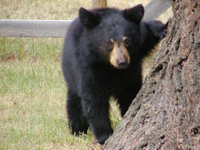 black bear beside tree