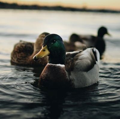 mallard ducks swimming on a lake