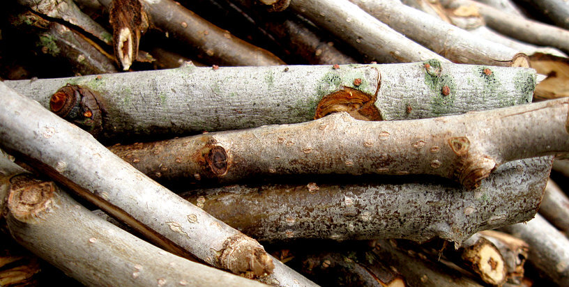 wood logs are a green building material for homes