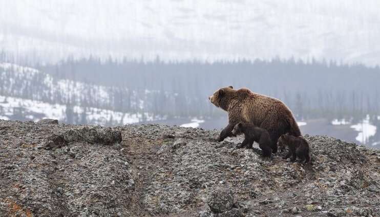 mama bear with cubs