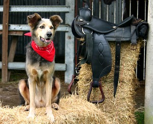 dog with red bandana, sitting next to saddle on bale of straw