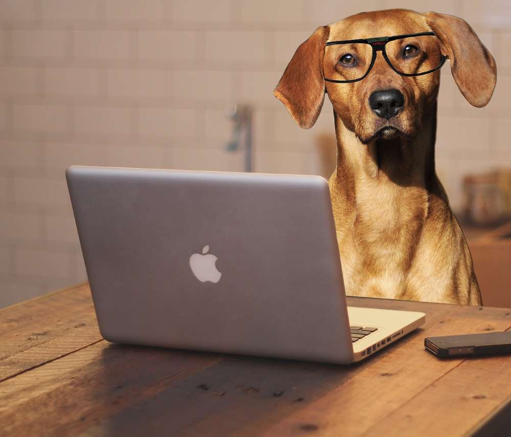 dog with glasses sitting at computer, reading a newsletter